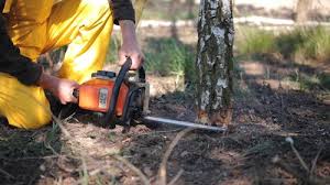 Best Tree Preservation Services  in Boles Acres, NM