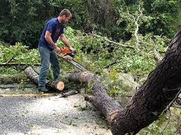 Best Leaf Removal  in Boles Acres, NM