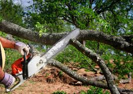 Best Lot and Land Clearing  in Boles Acres, NM