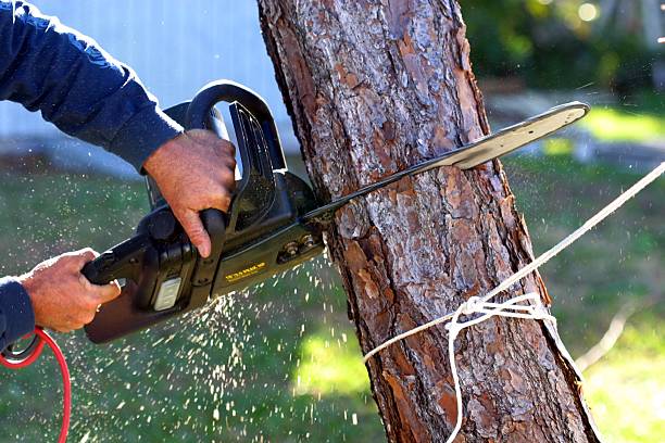 Best Palm Tree Trimming  in Boles Acres, NM