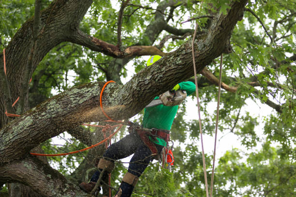 Best Tree Trimming and Pruning  in Boles Acres, NM