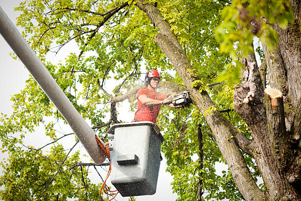 How Our Tree Care Process Works  in  Boles Acres, NM