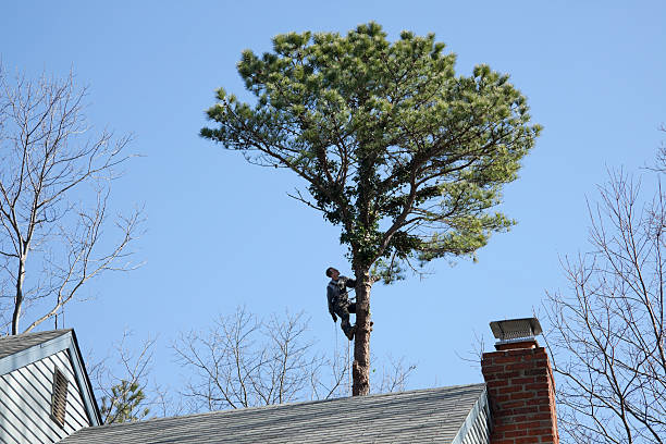 Reliable Boles Acres, NM Tree Care Solutions
