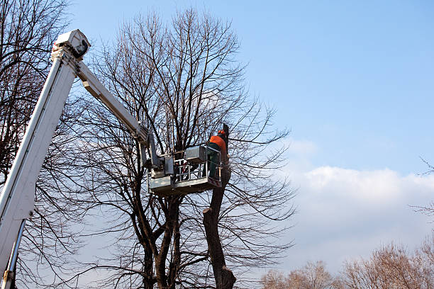 Best Storm Damage Tree Cleanup  in Boles Acres, NM